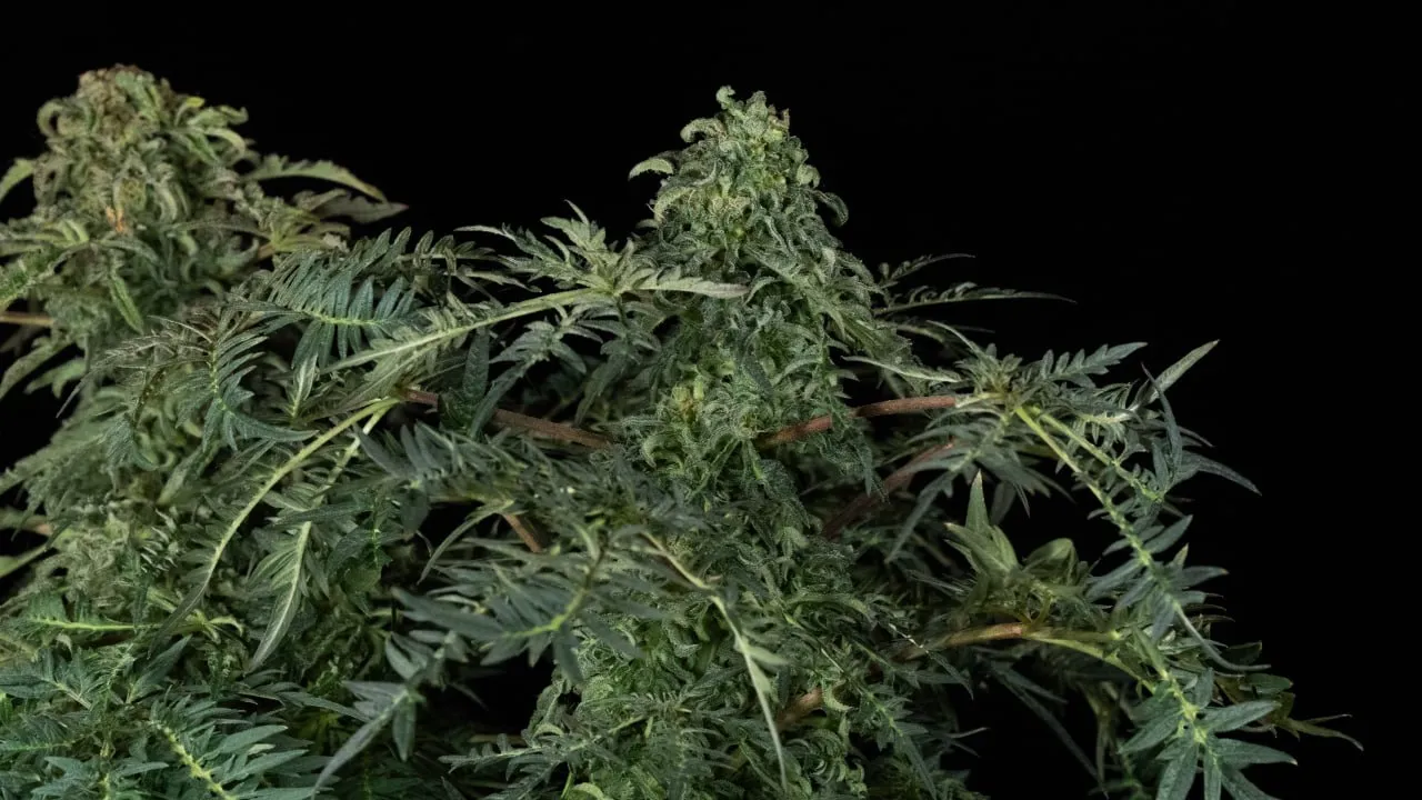 A plant top with a dense bud and finely divided leaves, the edge of a neighbouring plant on the left.
