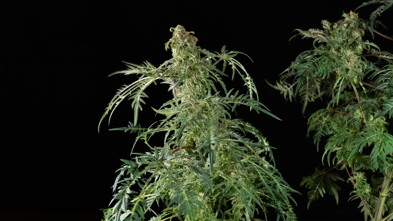 A plant top with a curled bud tip and long, finely divided leaves, a neighbouring plant on the right.