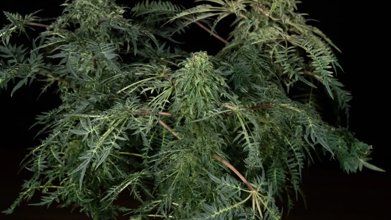 A low, spreading plant with a central bud and dense feathery leaves on a dark backdrop.