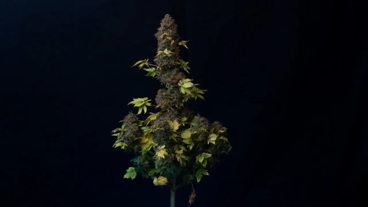 A mature autoflower with a dark, dense central cola and yellowing rounded leaves on a black cloth backdrop.