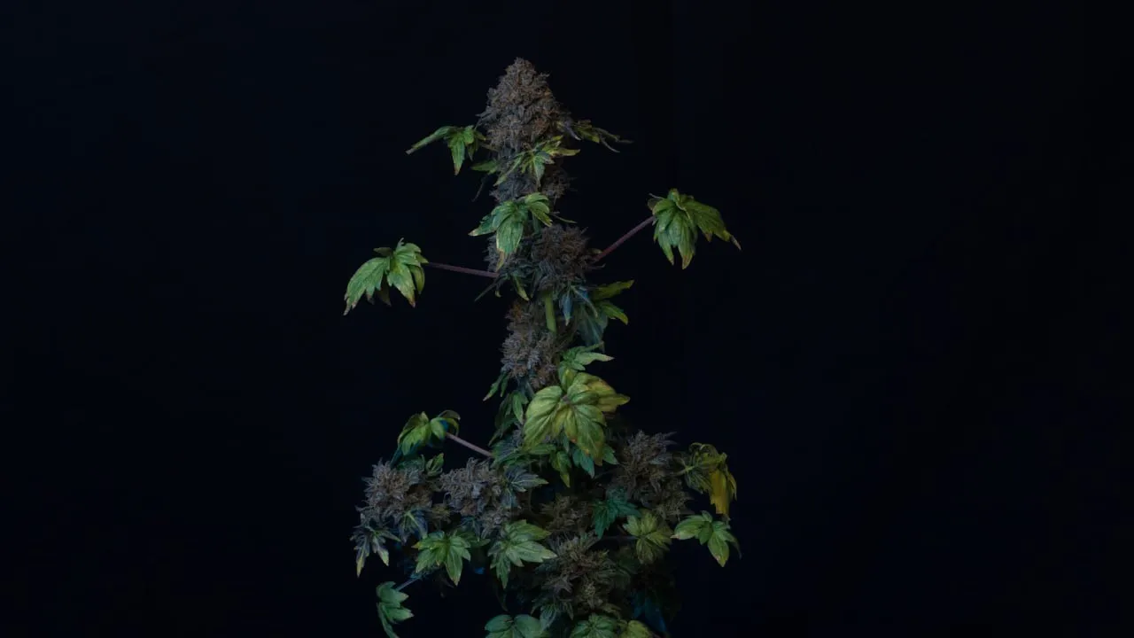 A mature autoflower with purple-tinted buds and broad rounded Bastard-type leaves on a black backdrop.