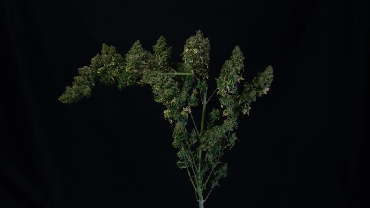 A harvested plant with many long, airy colas spreading from one stem against a black cloth backdrop.