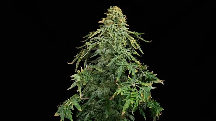 A frosty conical autoflower top with segmented Freakshow-type leaves on a pure black backdrop.