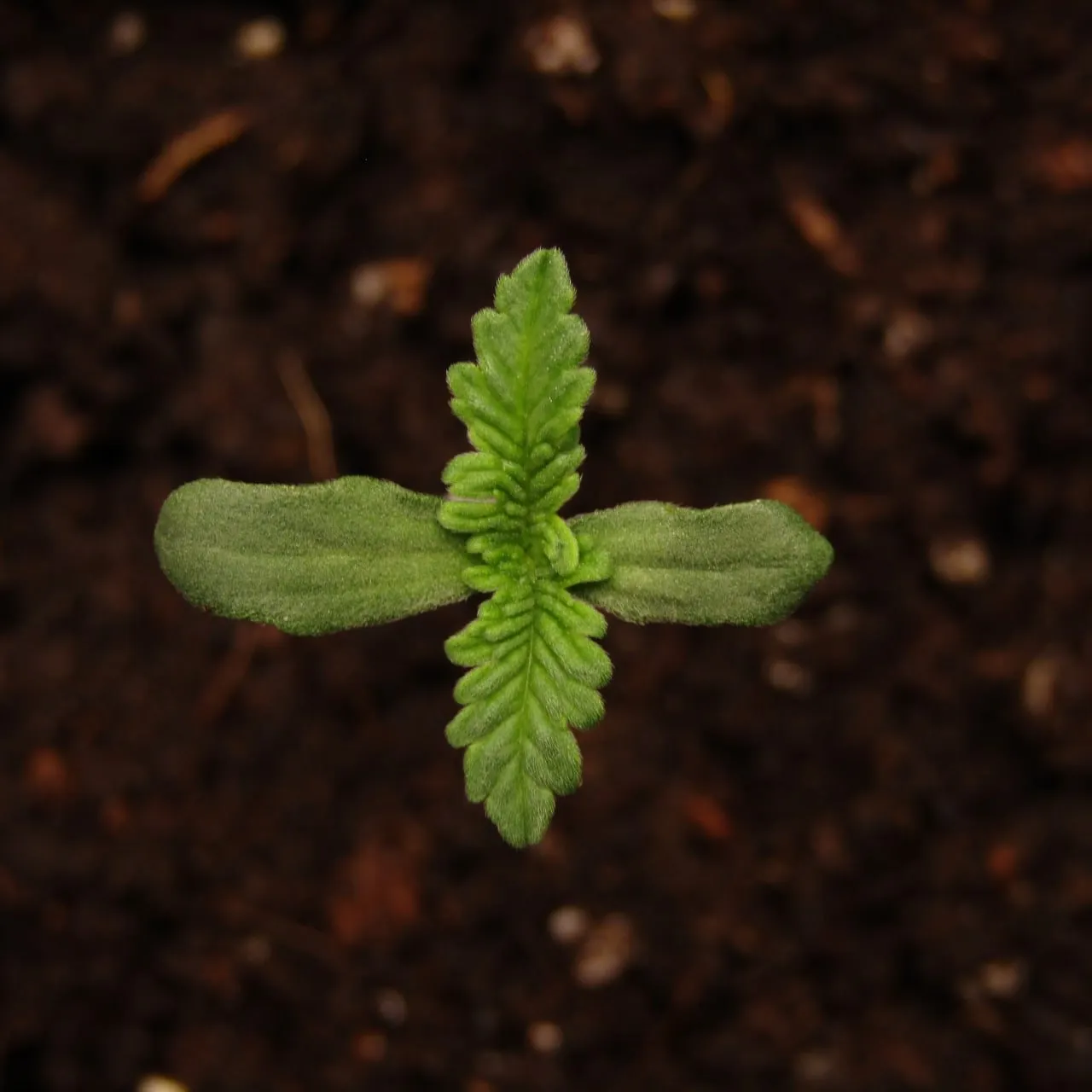 Top-down view of a seedling with two round cotyledons and two narrow, deeply lobed true leaves on dark soil.