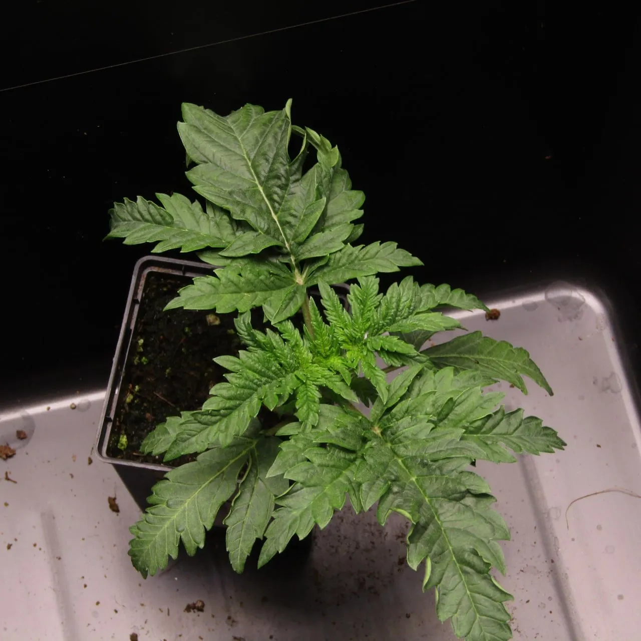 Young plant with broad leaflets that have irregular, deeply cut edges, against a black backdrop.