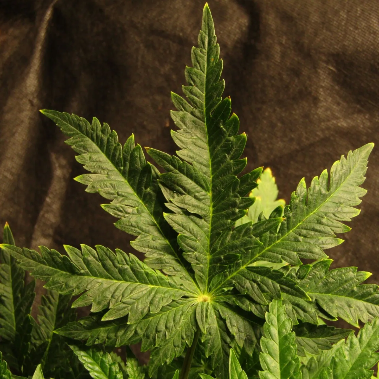 Fan leaf with extra lobes cut into the leaflet edges, photographed against dark cloth.