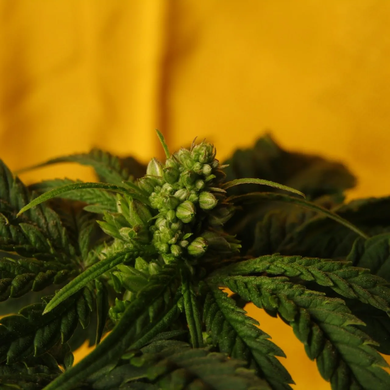 Cluster of closed green male flower buds at the top of a plant against yellow cloth.