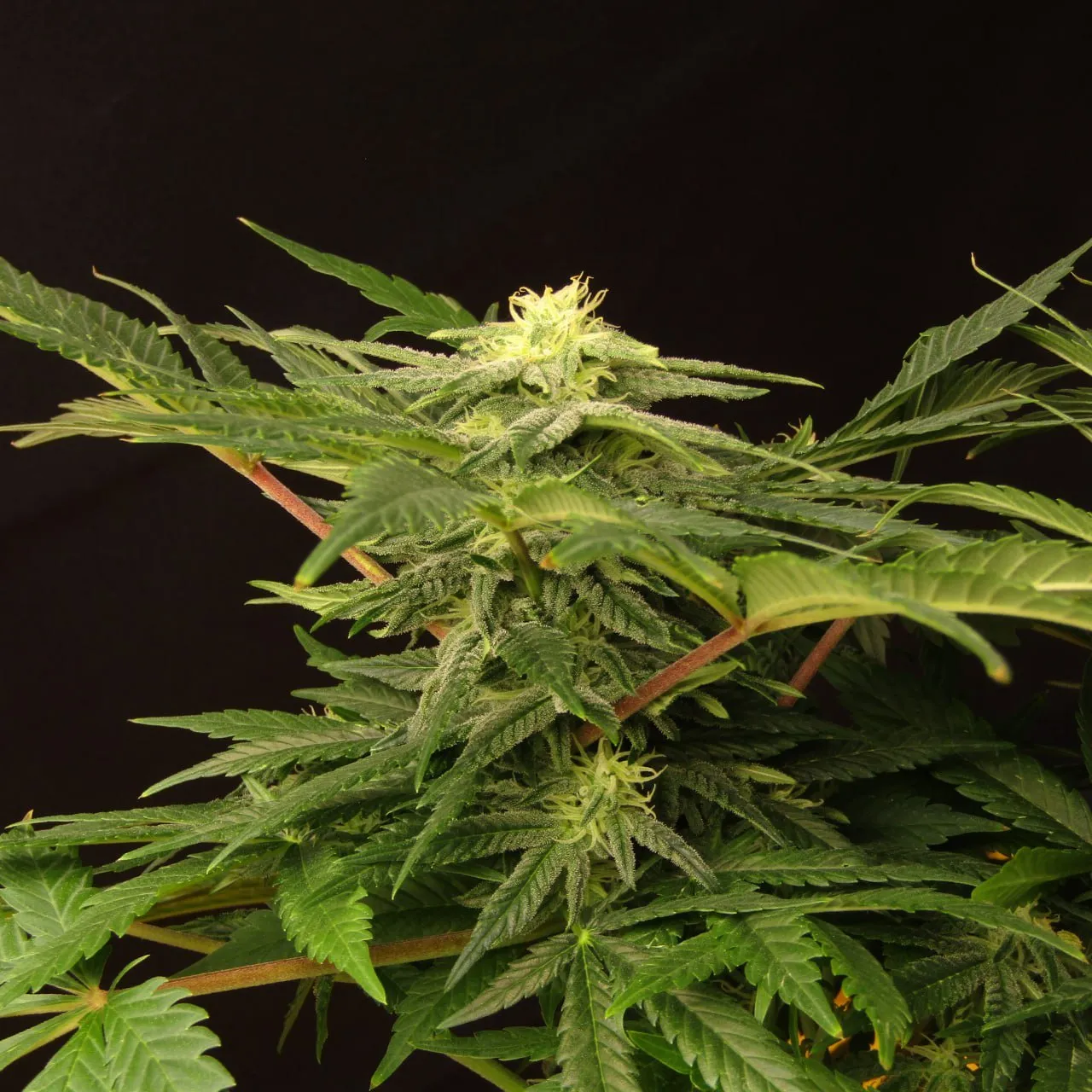 Flowering top with white pistils and frosted leaves on red-tinged stems against a black background.