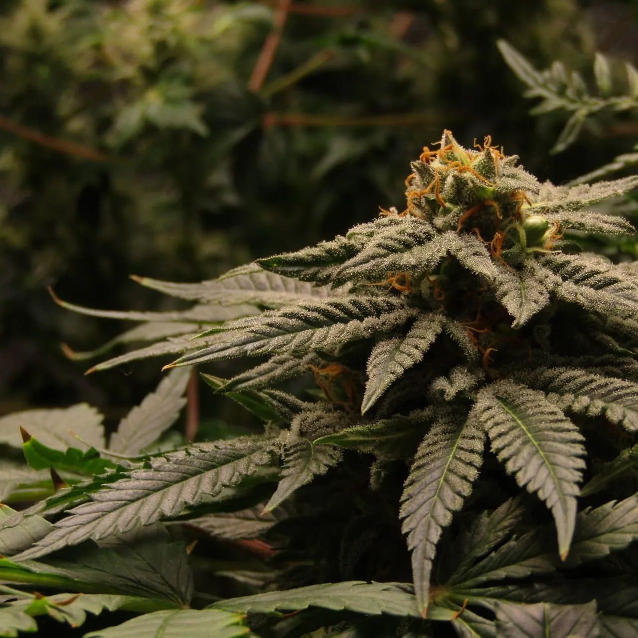 Resinous flower top with orange pistils and a swollen green seed bract, other plants blurred behind.