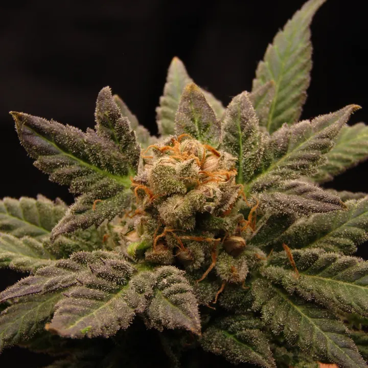 Close-up of a frosted flower with purple-tinged sugar leaves, orange pistils and grey-brown seeds between the bracts, black background.