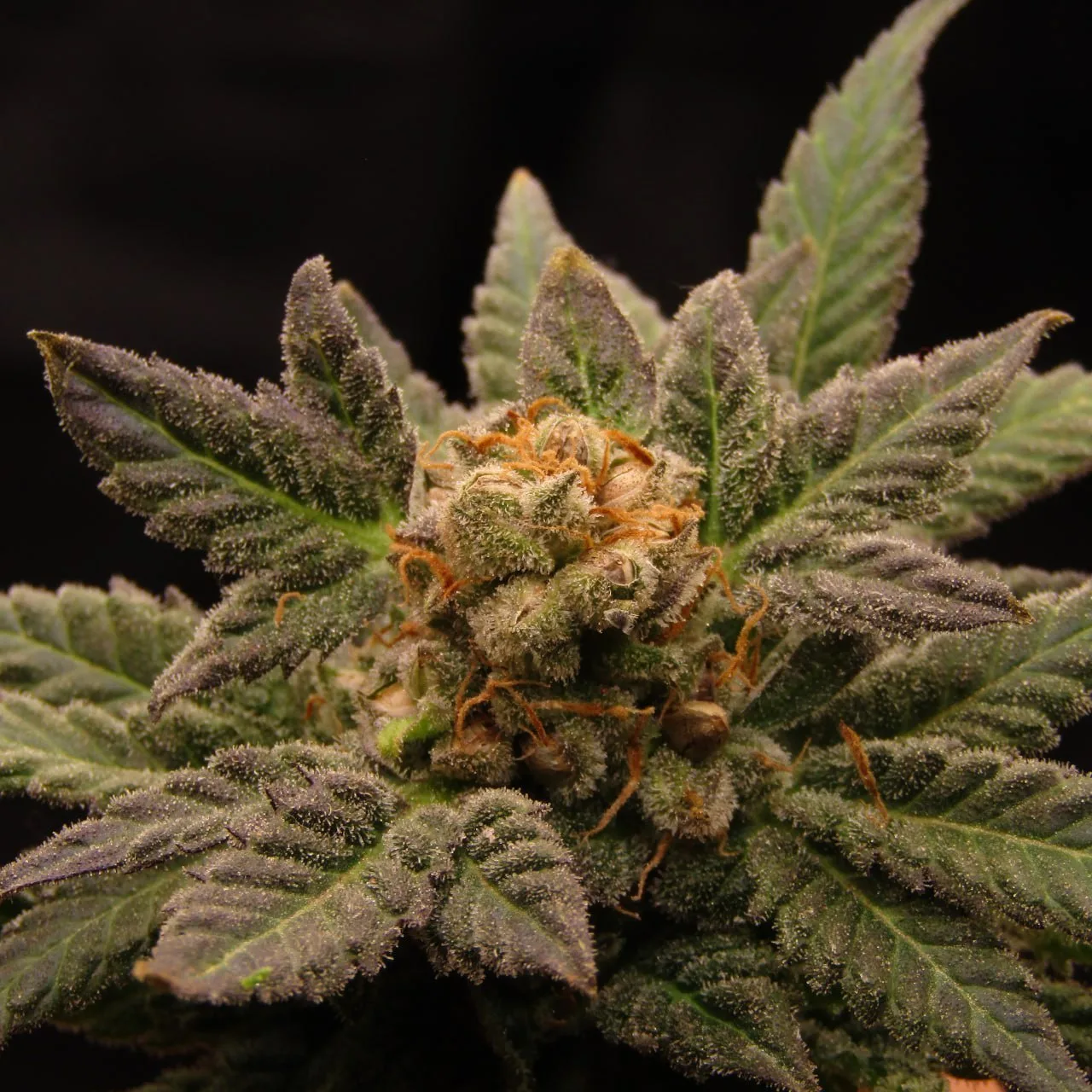 Close-up of a frosted flower with purple-tinged sugar leaves, orange pistils and grey-brown seeds between the bracts, black background.