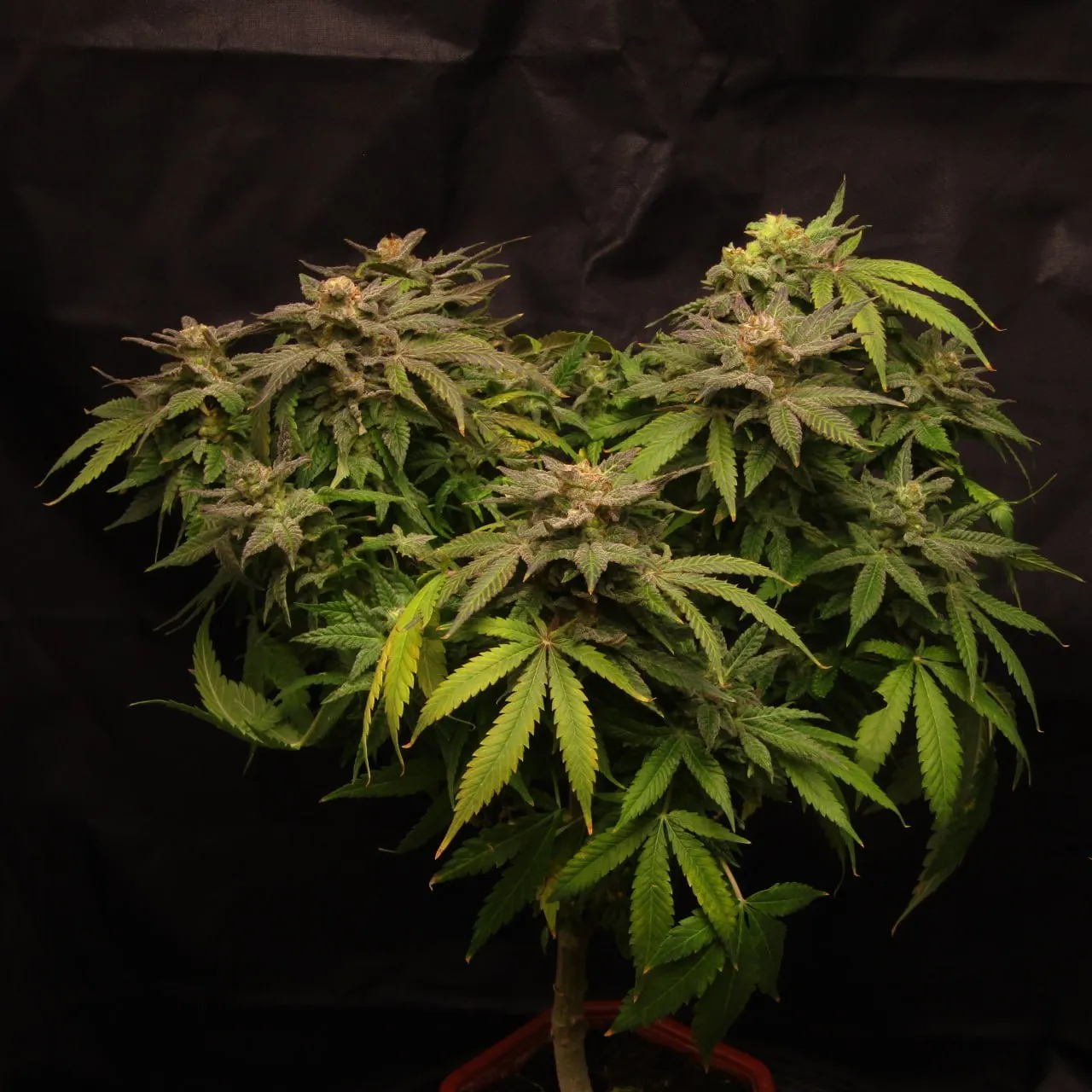 Whole compact plant with several resinous tops against black cloth.