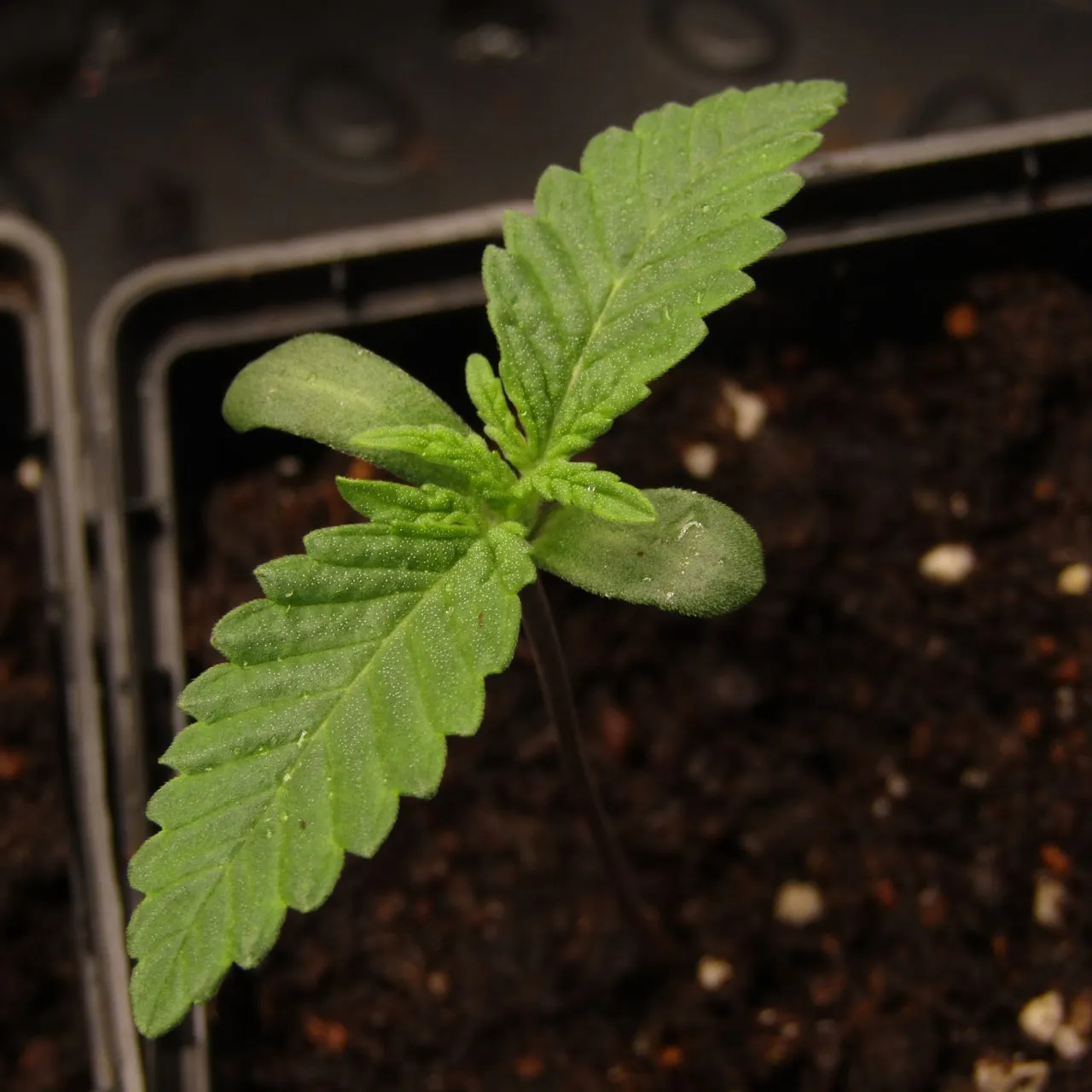 Close-up of a seedling with rounded cotyledons and serrated leaves above dark soil.
