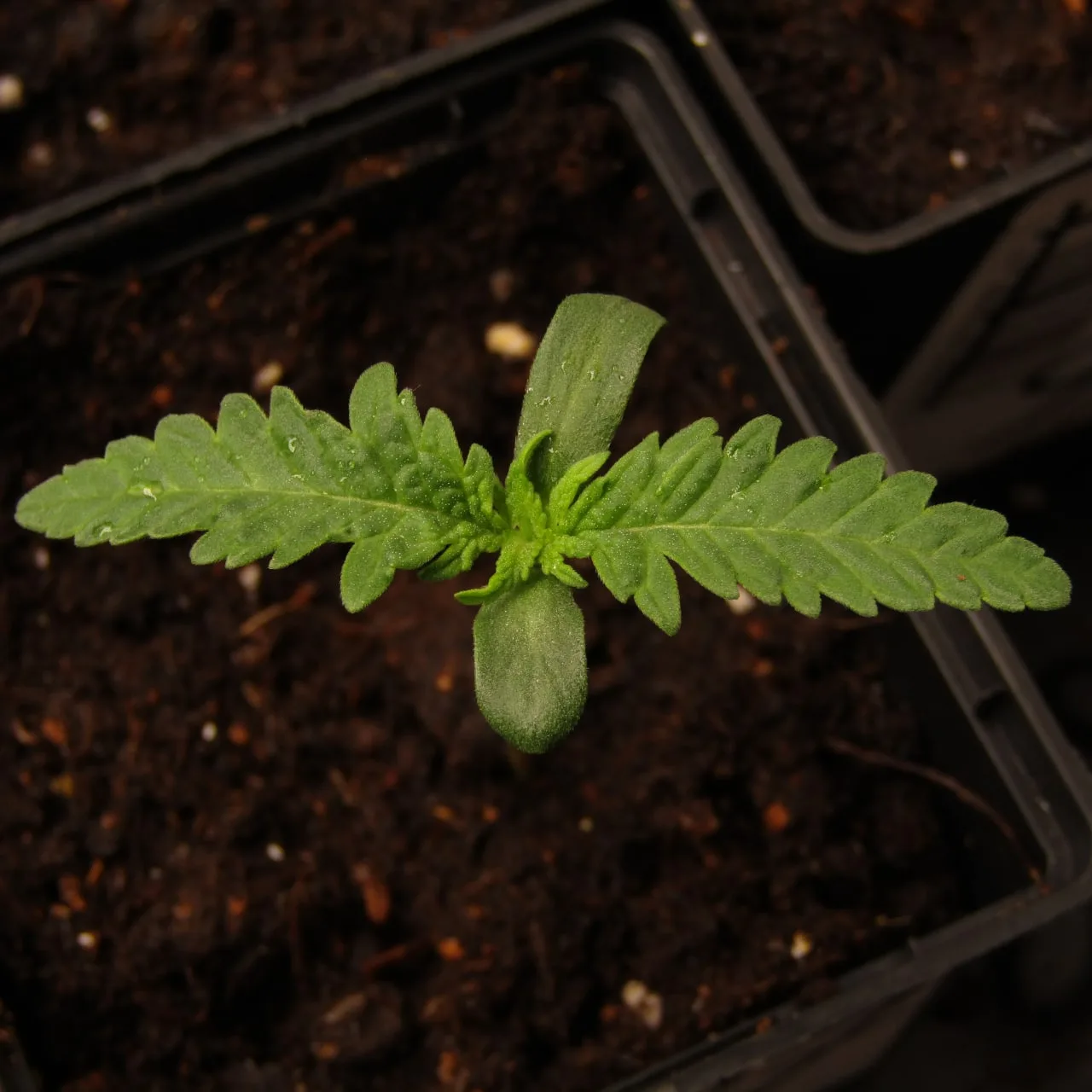 Top view of a seedling with two cotyledons and two long serrated leaves on dark soil.