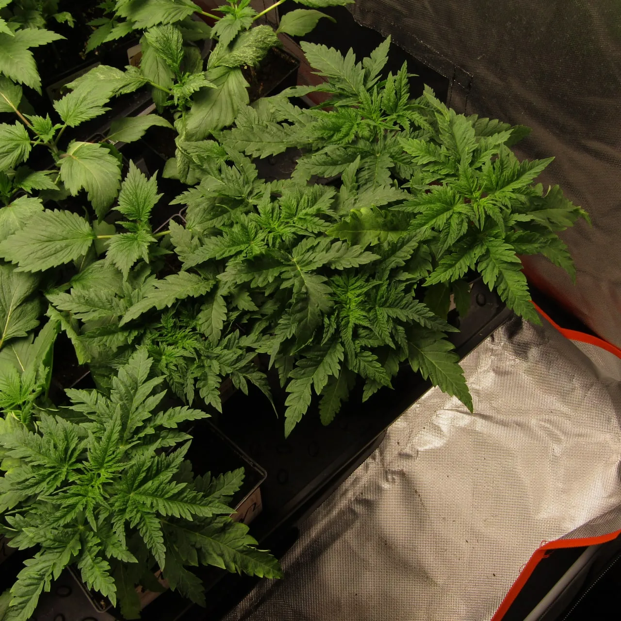 Top view of a group of young plants with deeply cut leaves, broad-leaved plants on the left and silver fabric on the right.