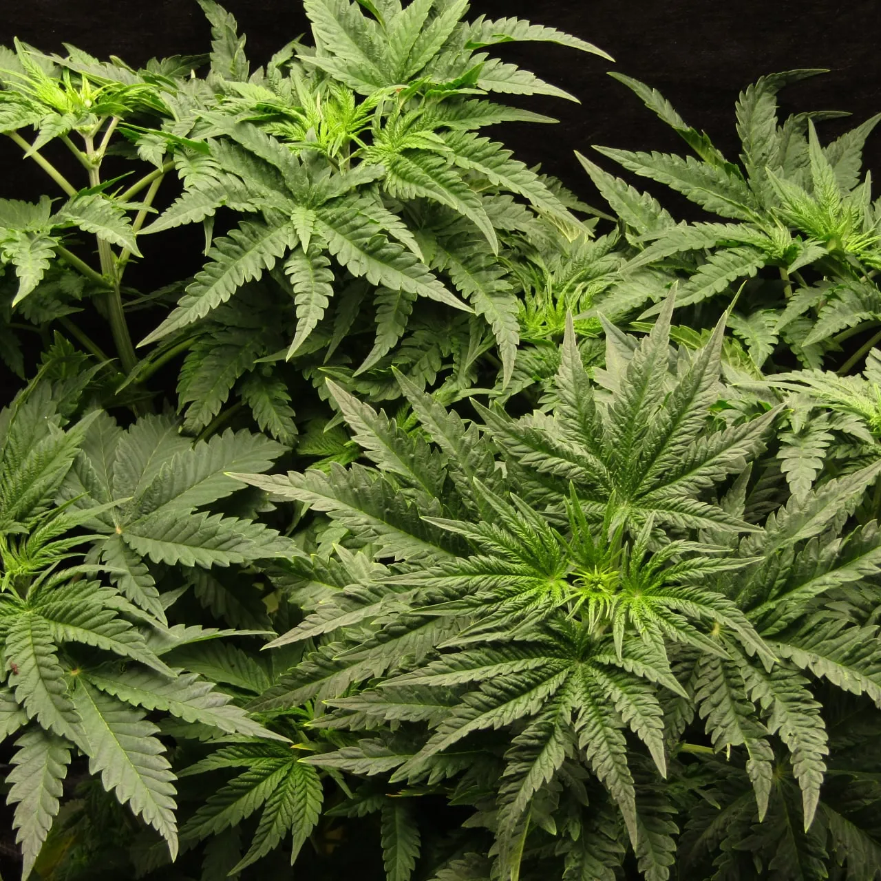 Dense tops of several plants with narrow serrated leaves on a black background.