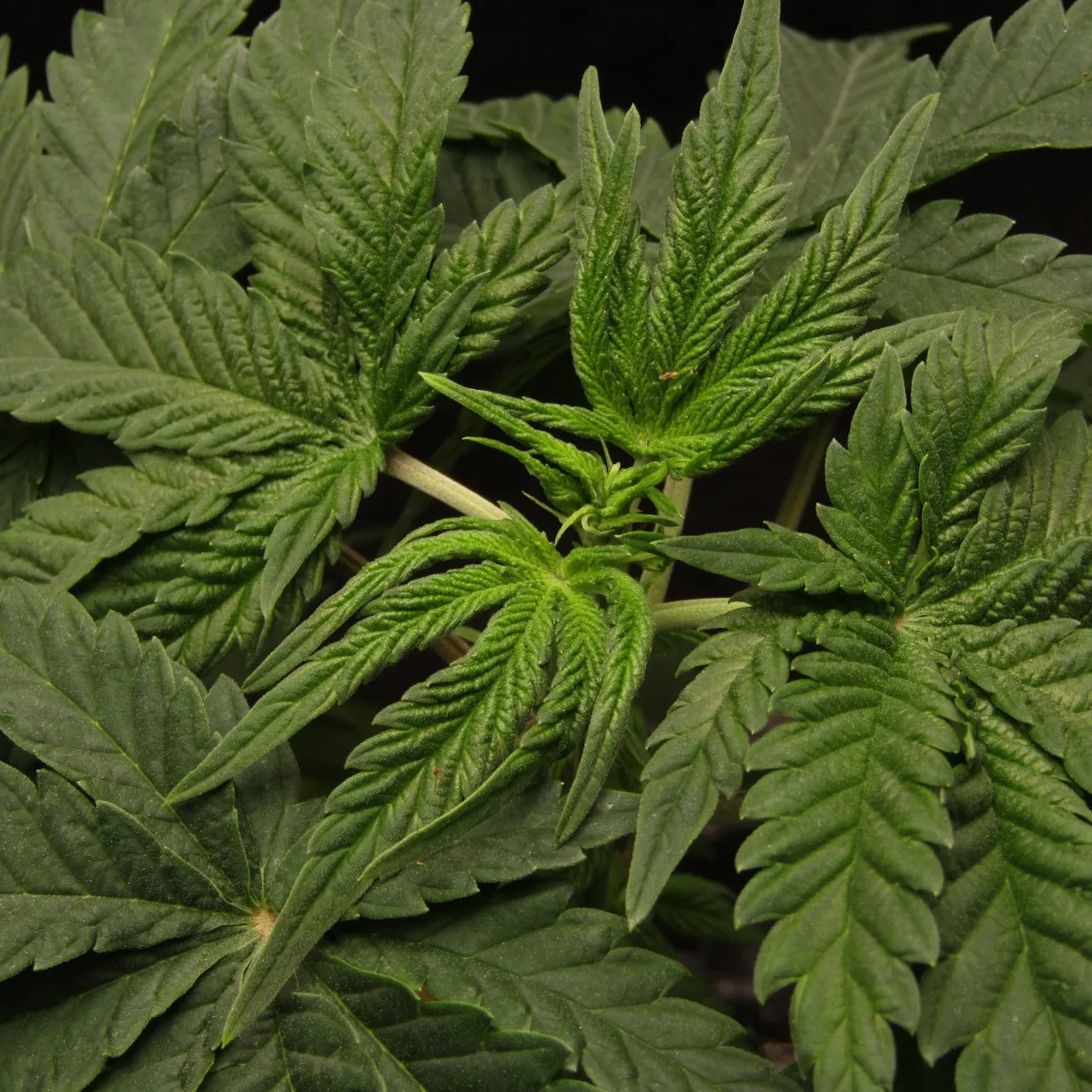 Close-up of a plant top with dark green serrated leaves on a black background.