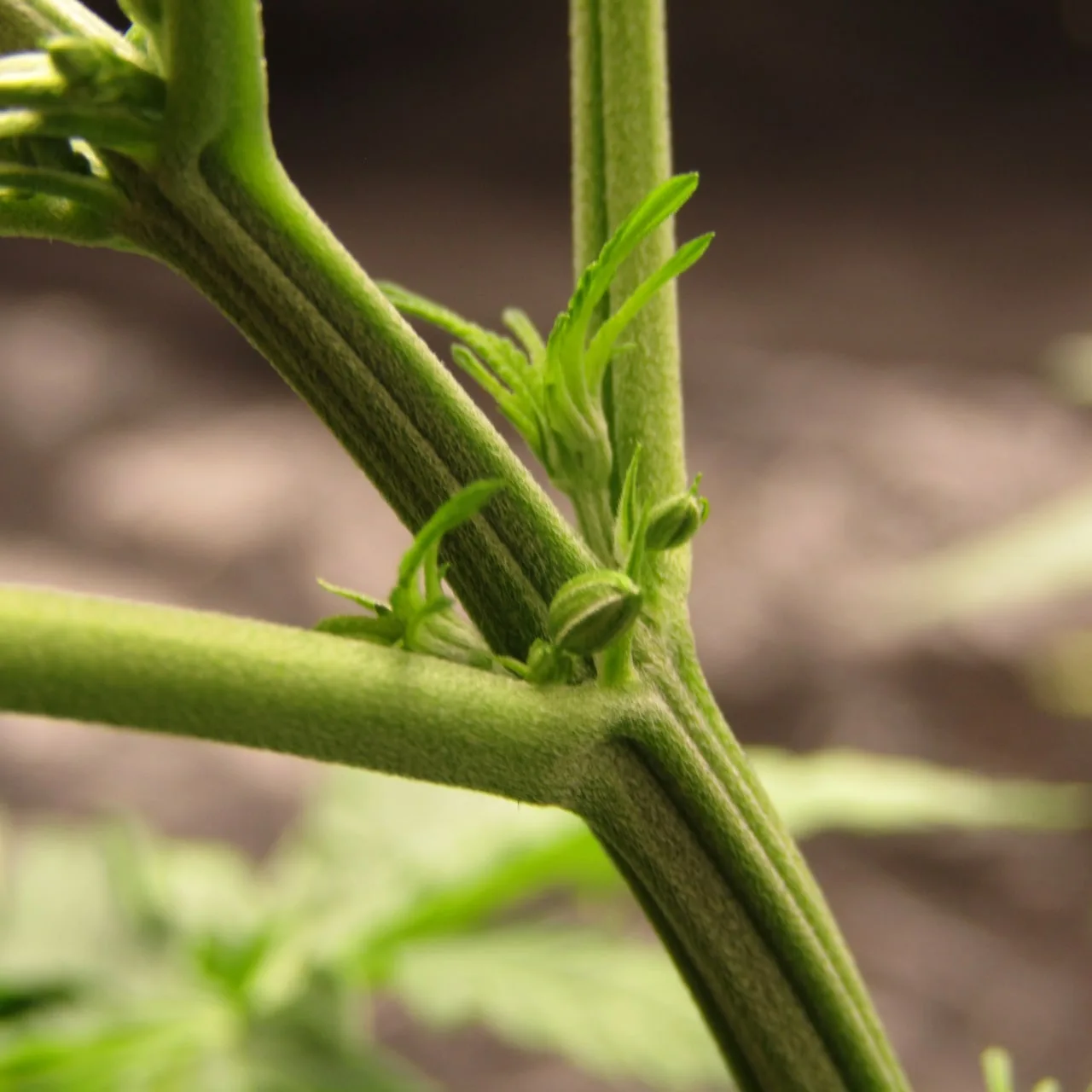 Close-up of a stem node with two striped green male flower buds and young leaves.