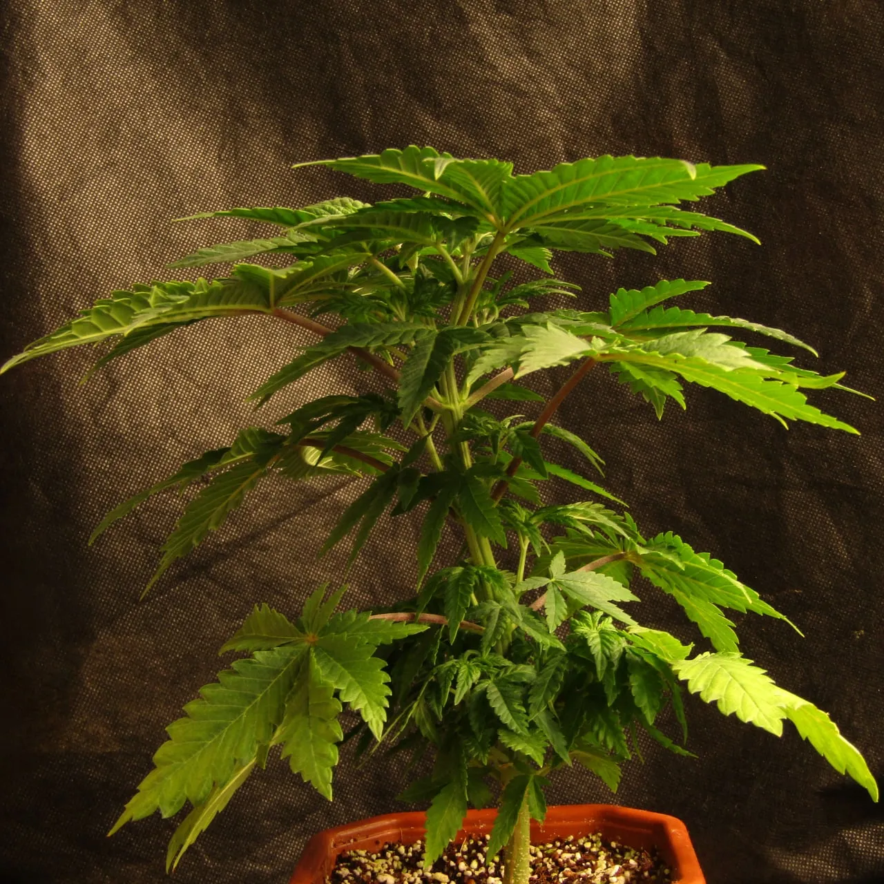 Whole plant on dark cloth, long leaf stalks with a reddish tint.