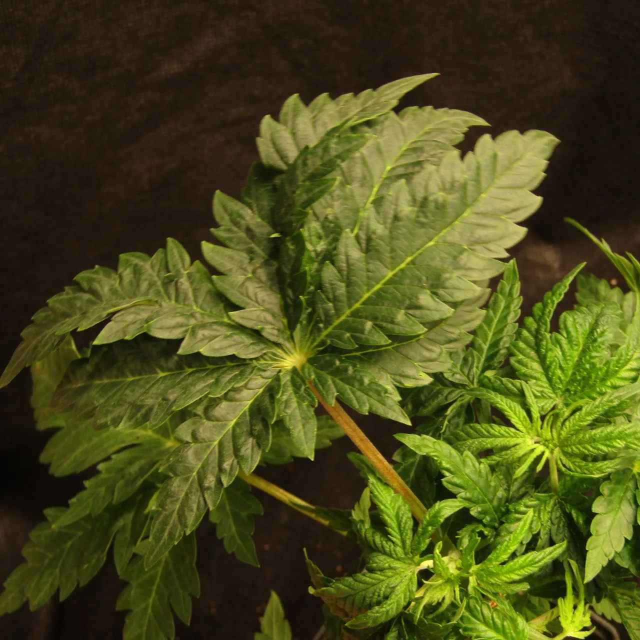 Close-up of a broad fan leaf with lobed leaflet edges on a dark background.
