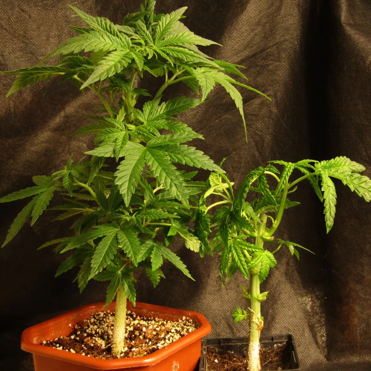 Two plants on dark cloth: a tall bushy one on the left and a shorter one with cut leaves on the right.