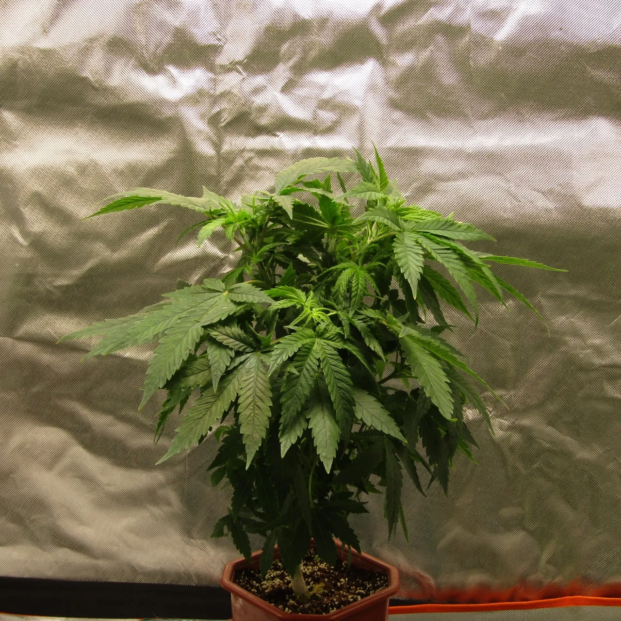 A compact bushy plant against silver fabric.