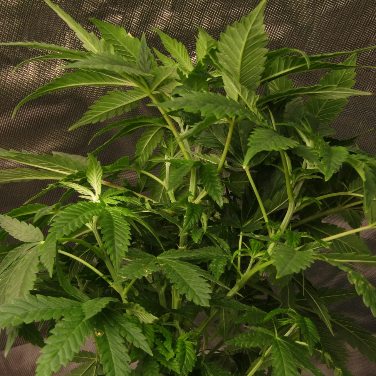 Close-up of branches with closely spaced nodes and serrated leaves.