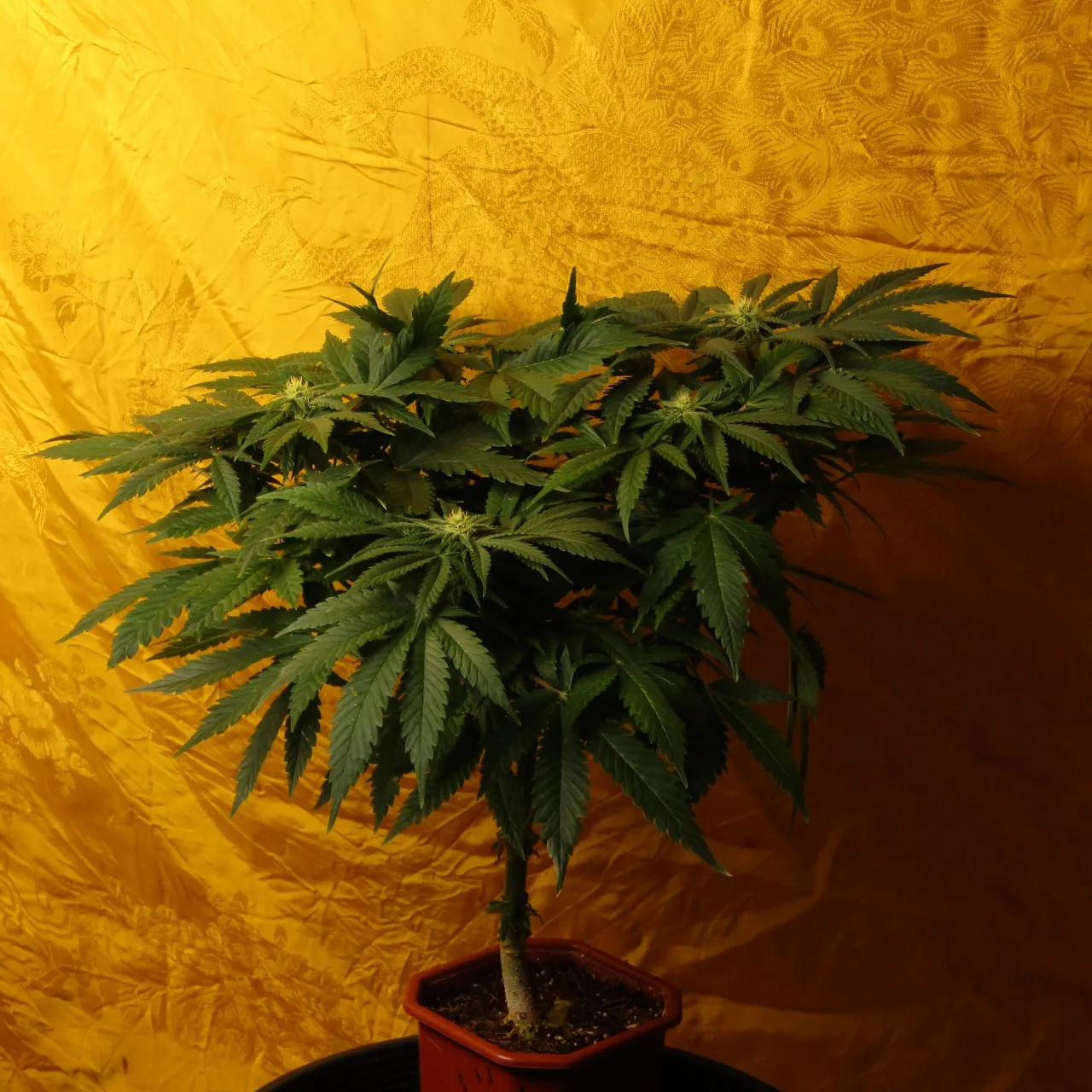 A plant with a flat canopy and several pale green flower tops against yellow cloth.