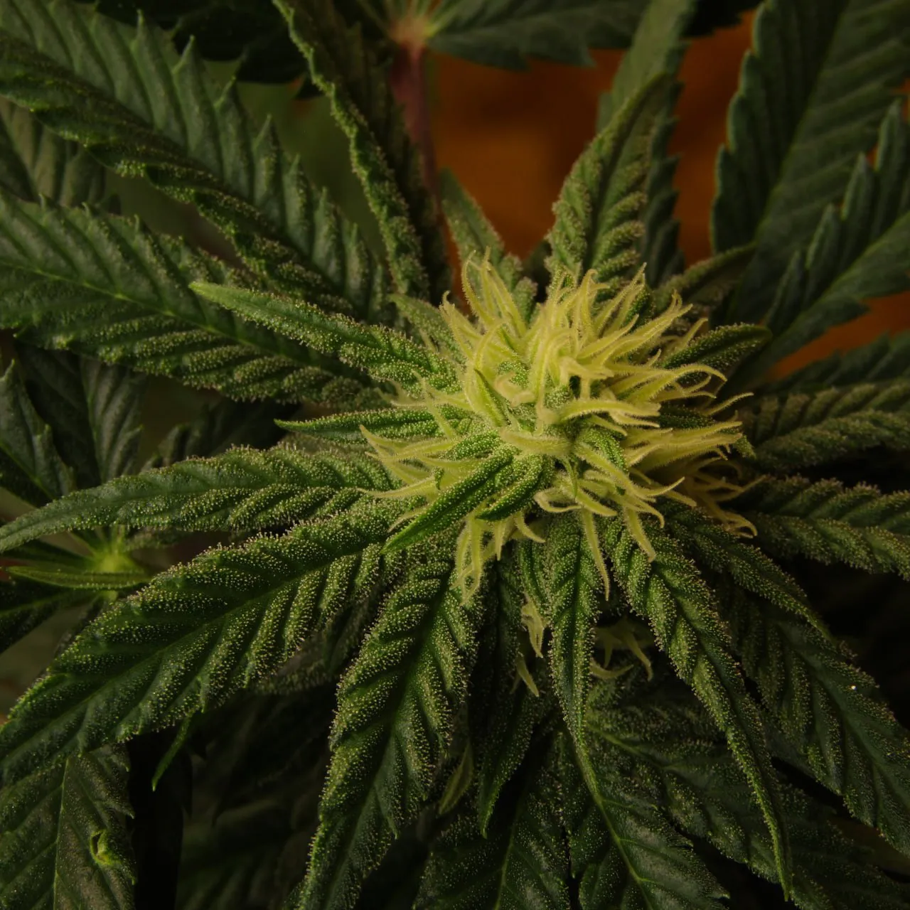 Close-up of a young flower with pale pistils among trichome-covered leaves.