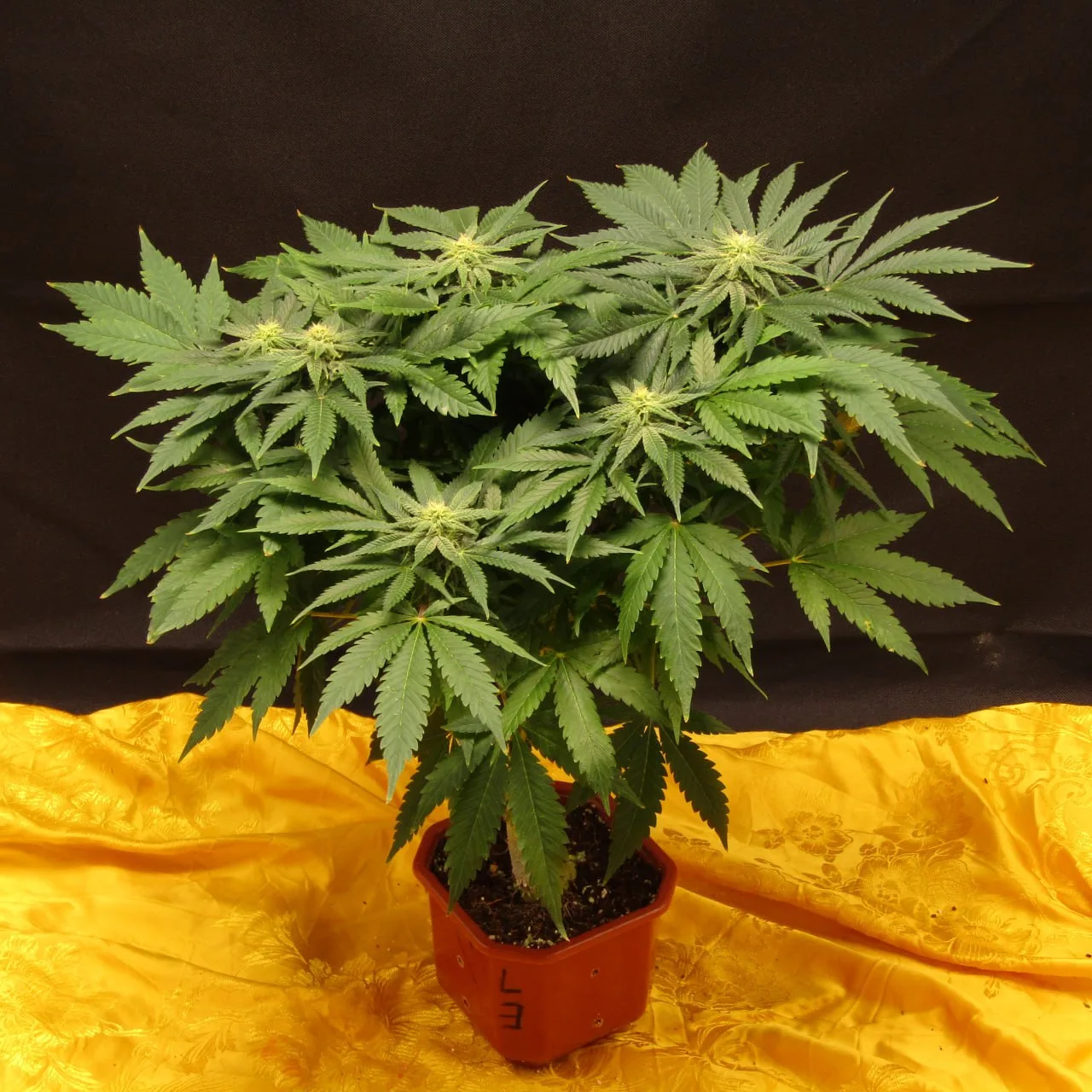 A compact plant with several flower tops against black and yellow cloth.