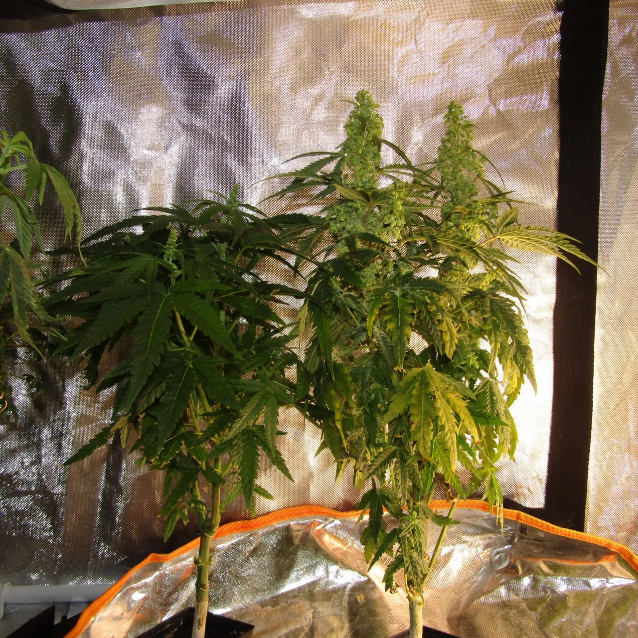 Two tall plants against silver fabric, the right one with large clusters of male flowers at the tops.