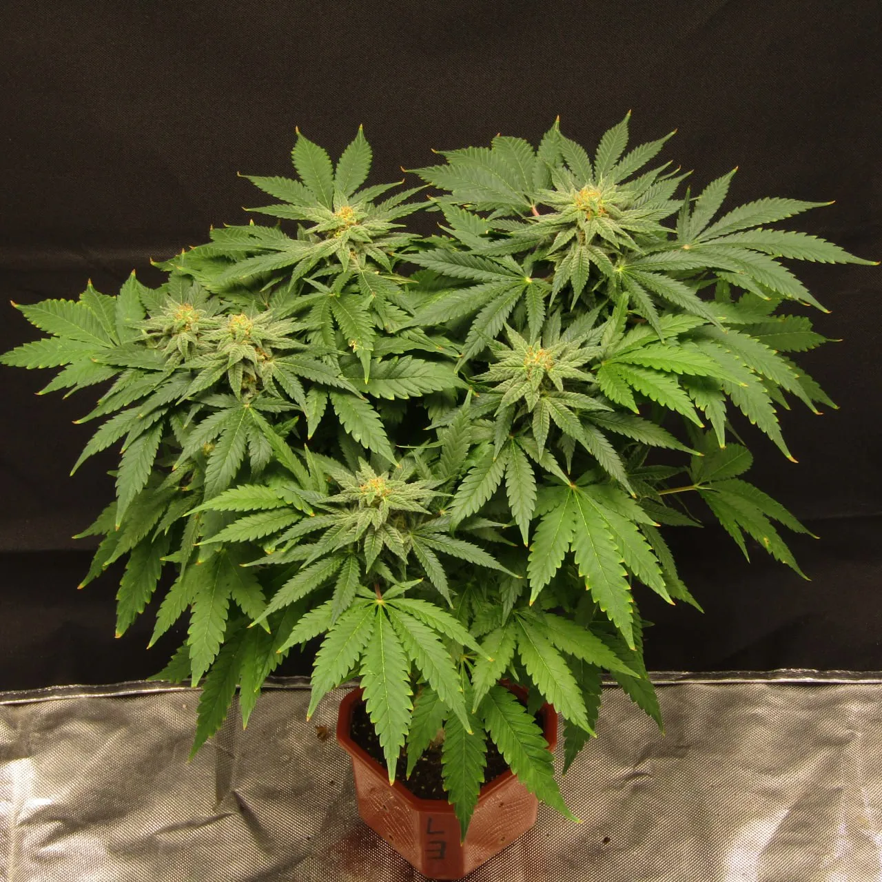 Whole plant with several resinous tops on black cloth.