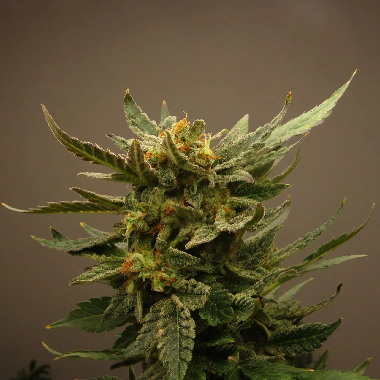 A dense resinous top with orange pistils against a grey background.