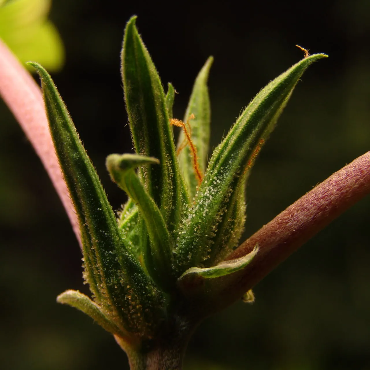 Close-up of a shoot tip with a cluster of elongated green calyxes and pistils on a dark background.