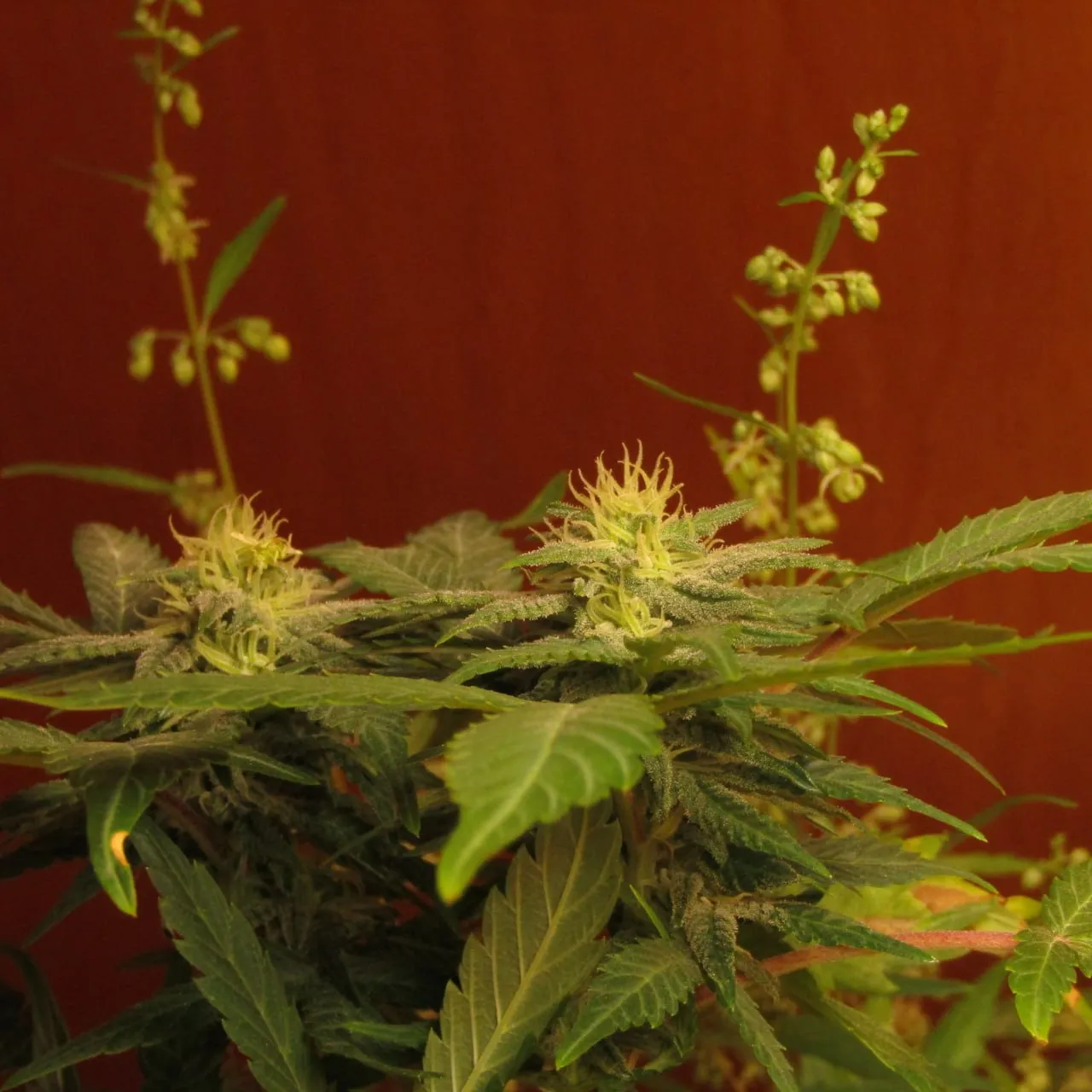 Two tops with pale pistils, with stems of male flower clusters rising behind them against a red background.