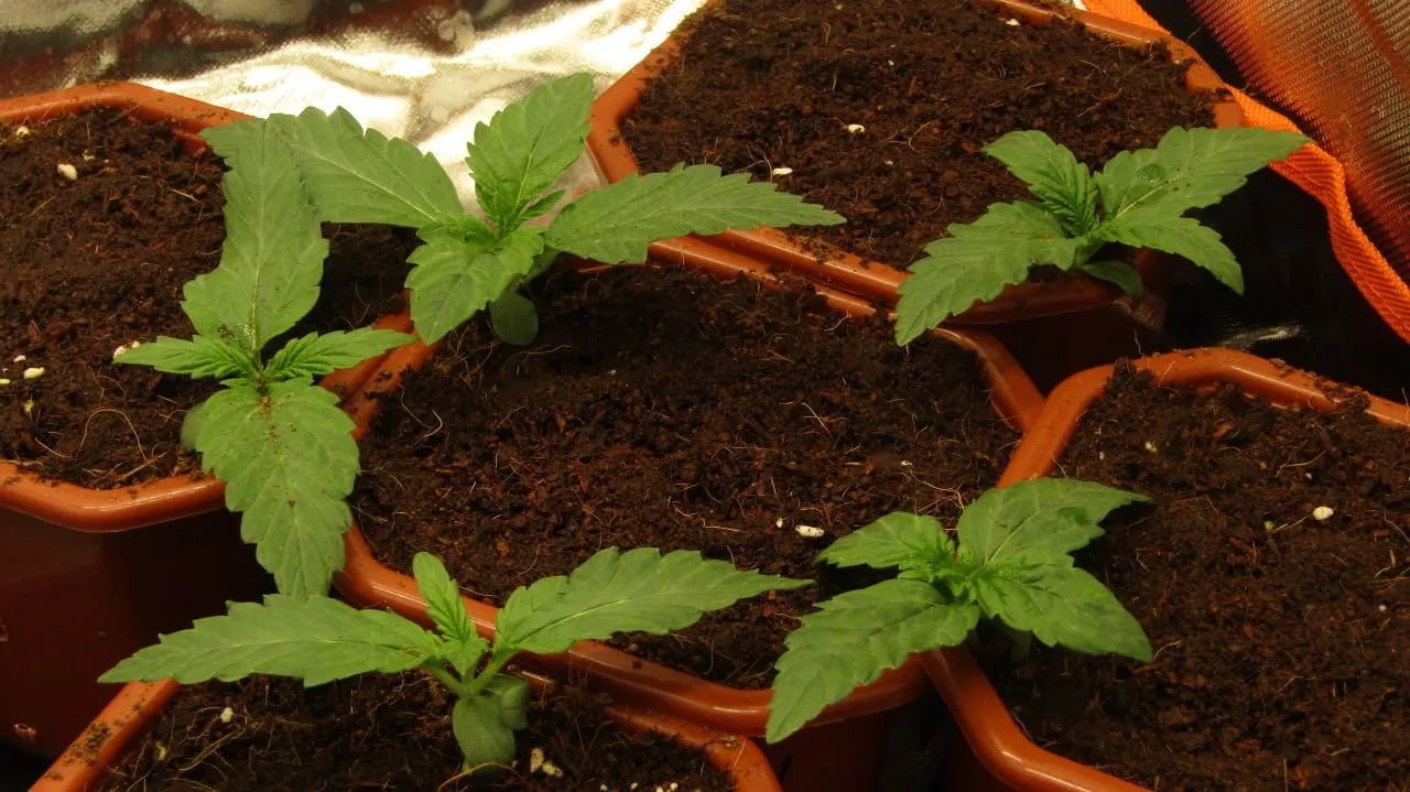 Fünf junge Cannabissämlinge mit zwei bis drei Sätzen gezackter Blätter.
