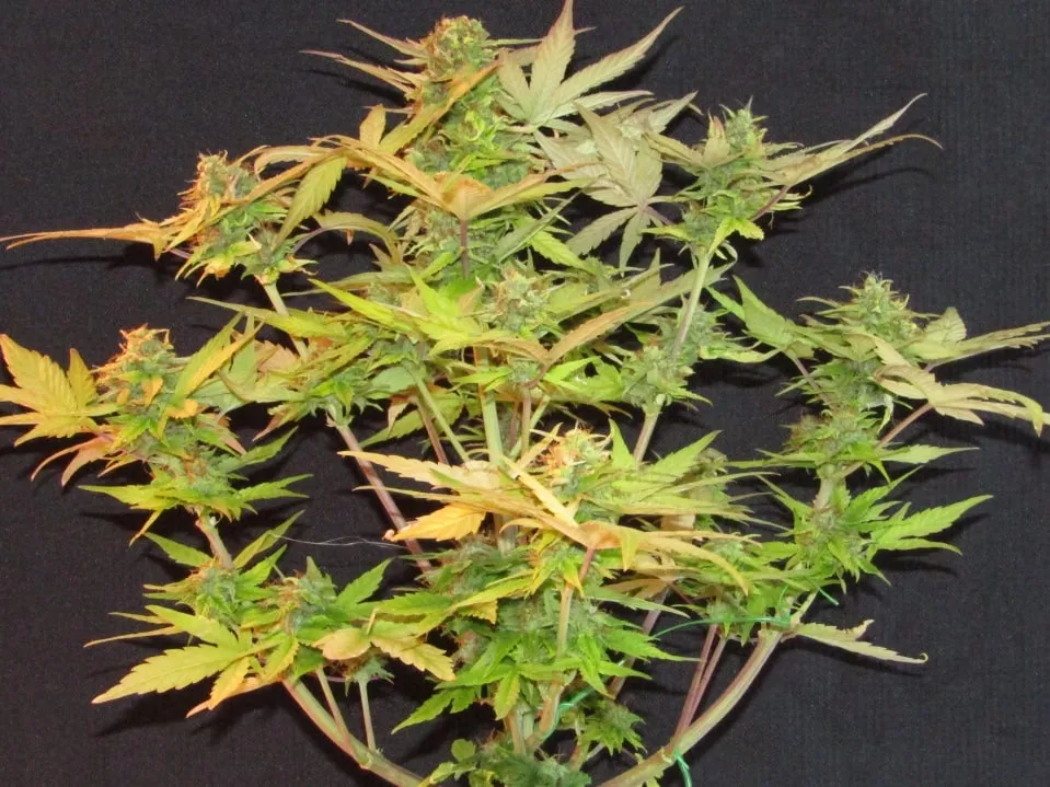 Eine geschnittene, gedrungene Pflanze mit dichten Buds und vergilbenden Blättern auf schwarzem Stoff.