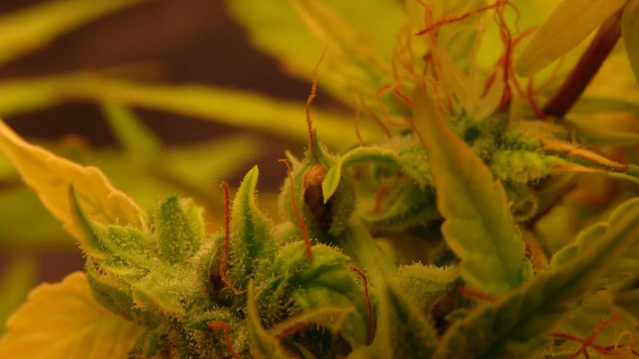 Makroaufnahme eines harzigen Buds mit orangefarbenen Blütenfäden, an dem ein brauner Samen durch einen aufgeplatzten Kelch sichtbar ist.