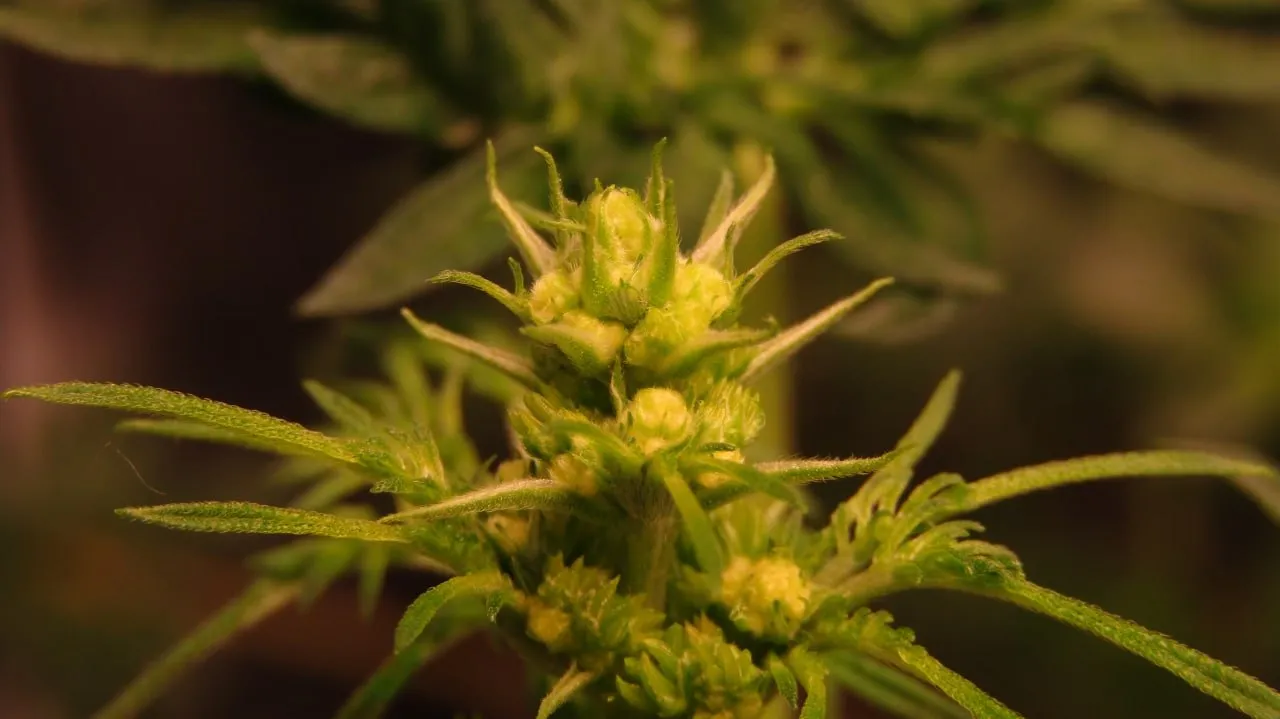 Nahaufnahme einer Cannabistriebspitze, bedeckt mit kleinen, runden, hellgrünen männlichen Blütenknospen.