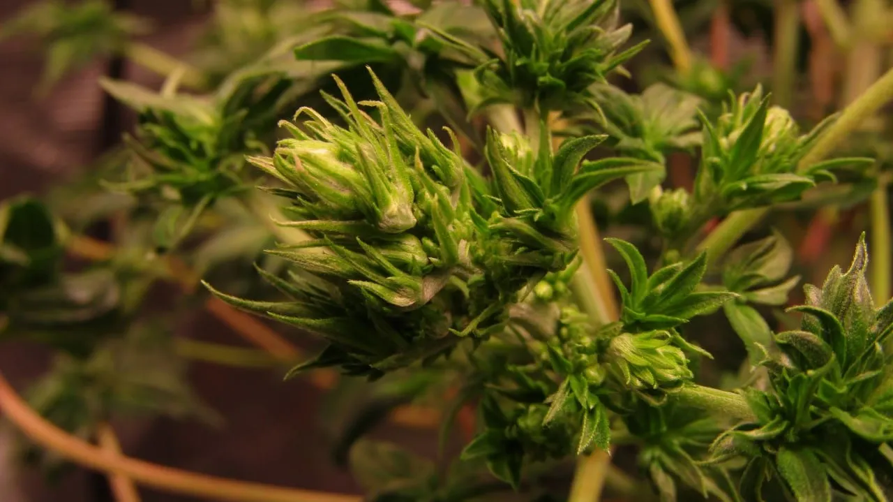 Nahaufnahme von Cannabisästen mit Ansammlungen spitzer, ungeöffneter männlicher Blütenknospen.