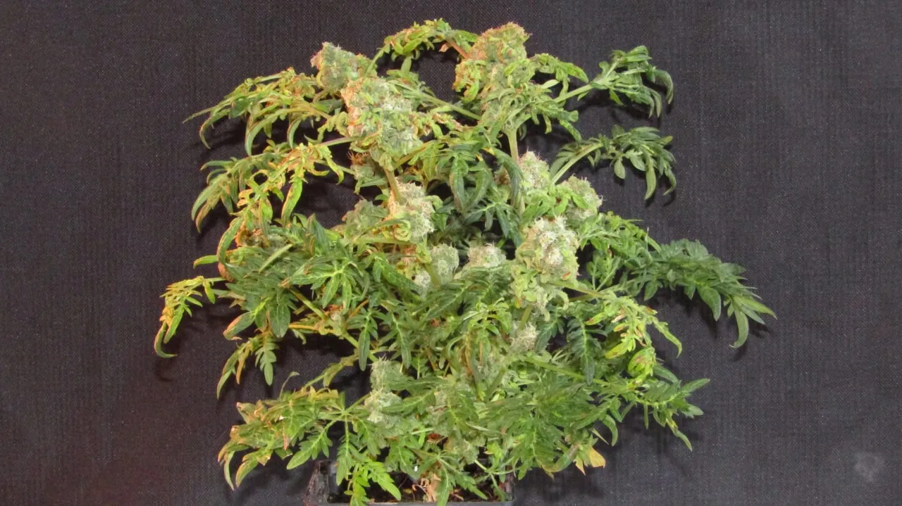 Eine kurze Pflanze mit tief eingeschnittenen Blättern und weißen harzigen Buds auf dunklem Stoff.