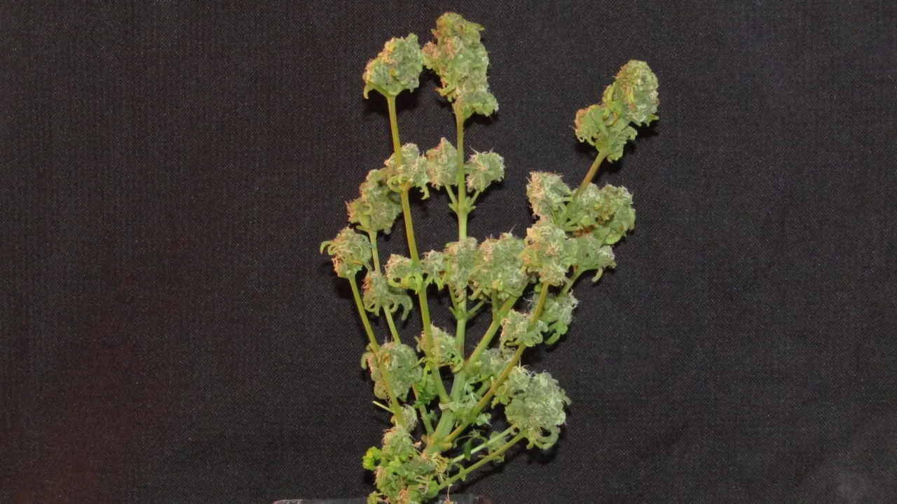 Mehrere Colas mit dichten rundlichen Buds vor schwarzem Stoff.