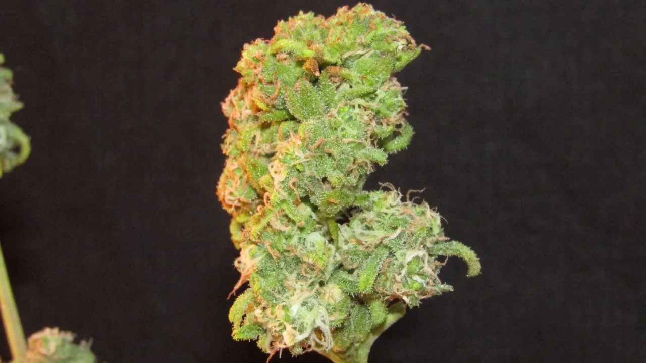 Nahaufnahme eines dichten Buds mit Trichomen und orangefarbenen Blütenfäden auf schwarzem Hintergrund.
