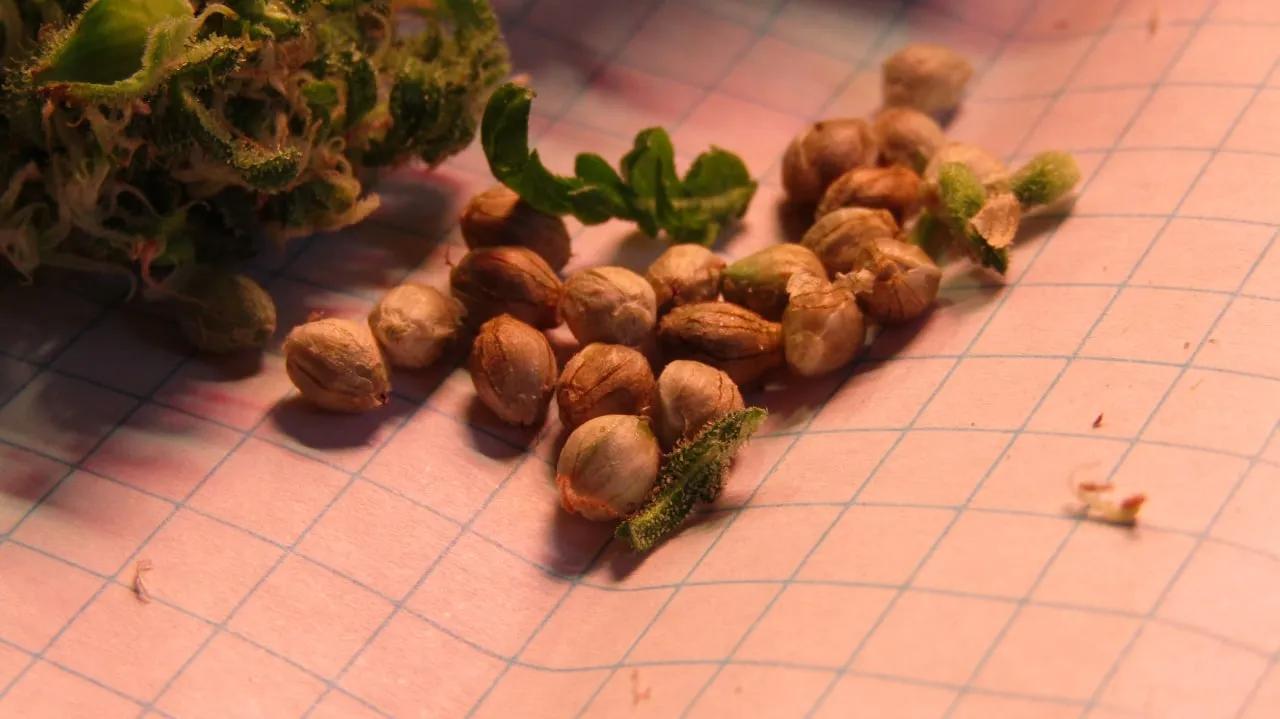 Hellbraune Samen neben einem Bud auf einem Blatt kariertem Papier.