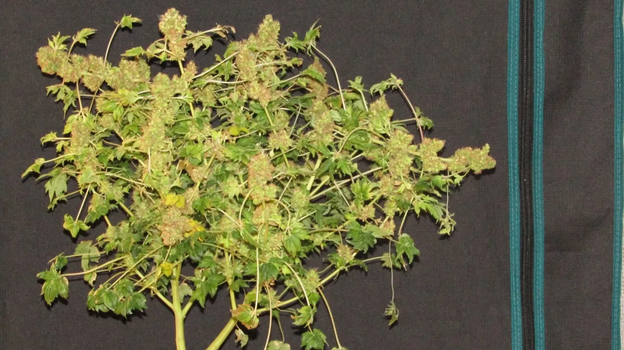 Eine breite Pflanze mit vielen dünnen Ästen und kleinen Buds vor schwarzem Stoff.
