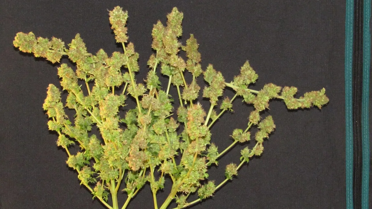 Ein Fächer aus Colas mit vielen kleinen Buds vor schwarzem Stoff.