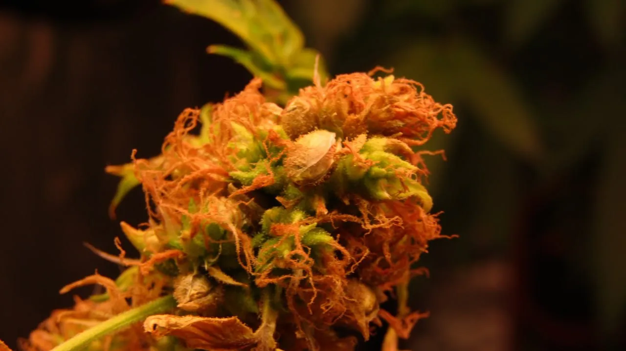 Nahaufnahme einer Blüte mit orangefarbenen Blütenfäden und einem freiliegenden hellen Samen.
