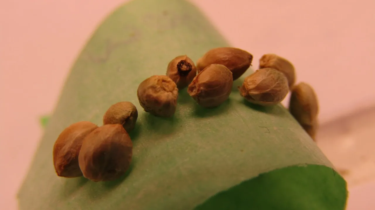 Zehn hellbraune Cannabissamen auf einem gebogenen grünen Papiertuch.