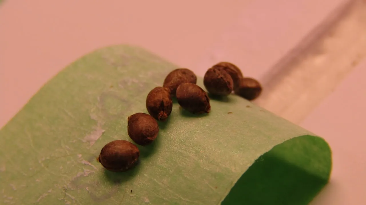 Acht dunkelbraune Cannabissamen in einer Reihe auf einem grünen Papiertuch.