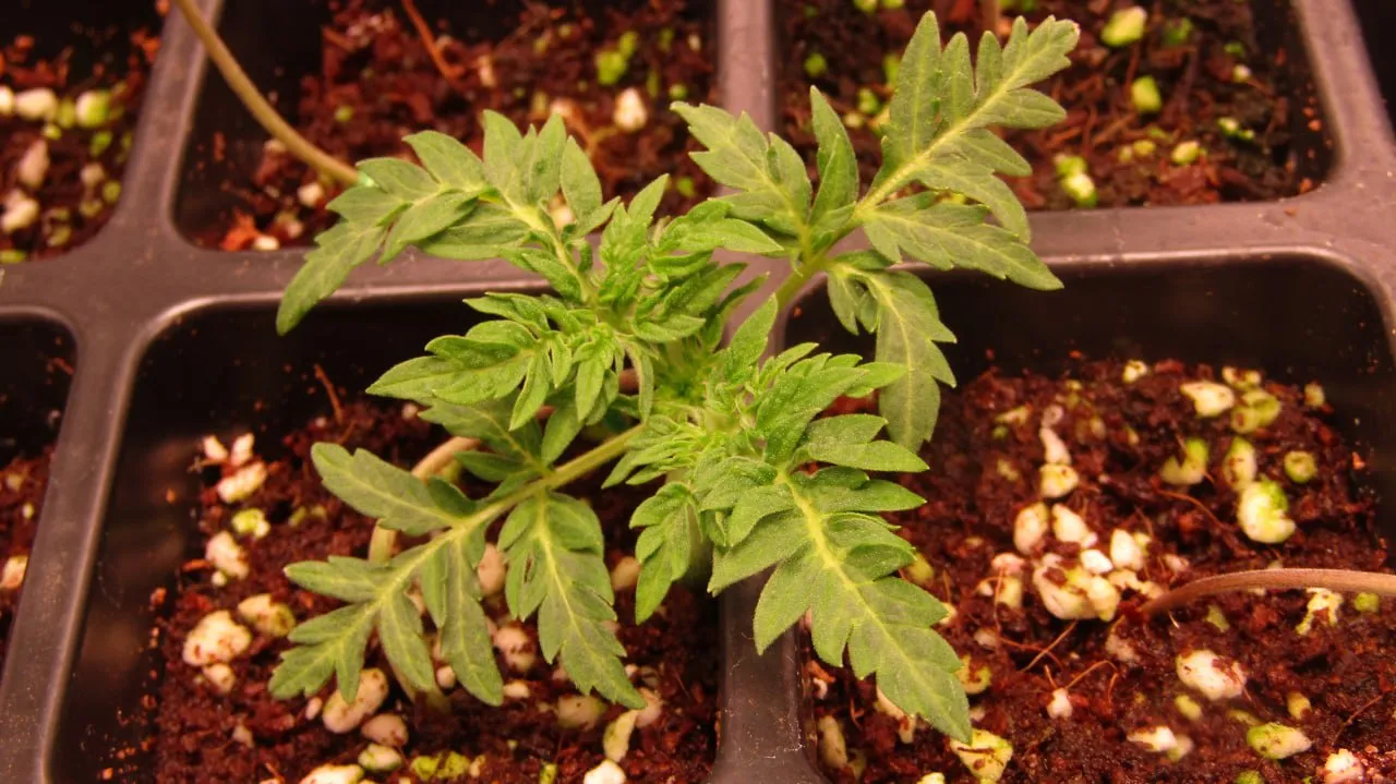 Cannabissämling mit mehreren Paaren gezackter Blätter in einer Zelle einer Anzuchtplatte.